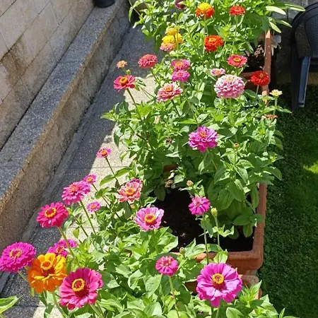 Albachiara 3*